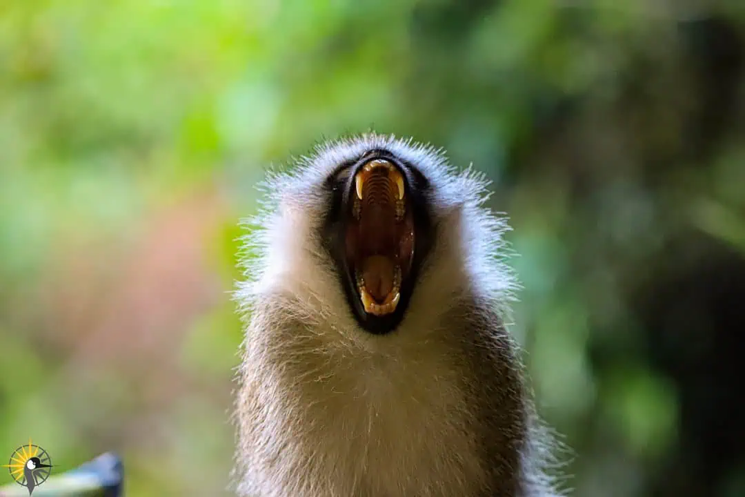 vavet monkey yawns